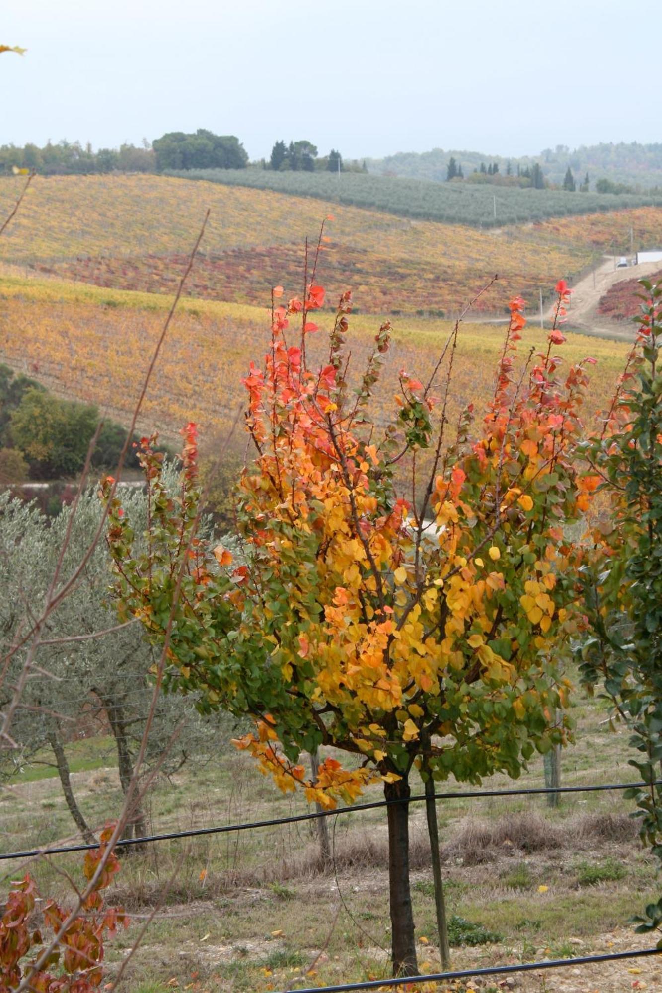 Le Terrazze Del Chianti B&B Residenza D'Epoca E Di Charme San Donato in Poggio Екстер'єр фото