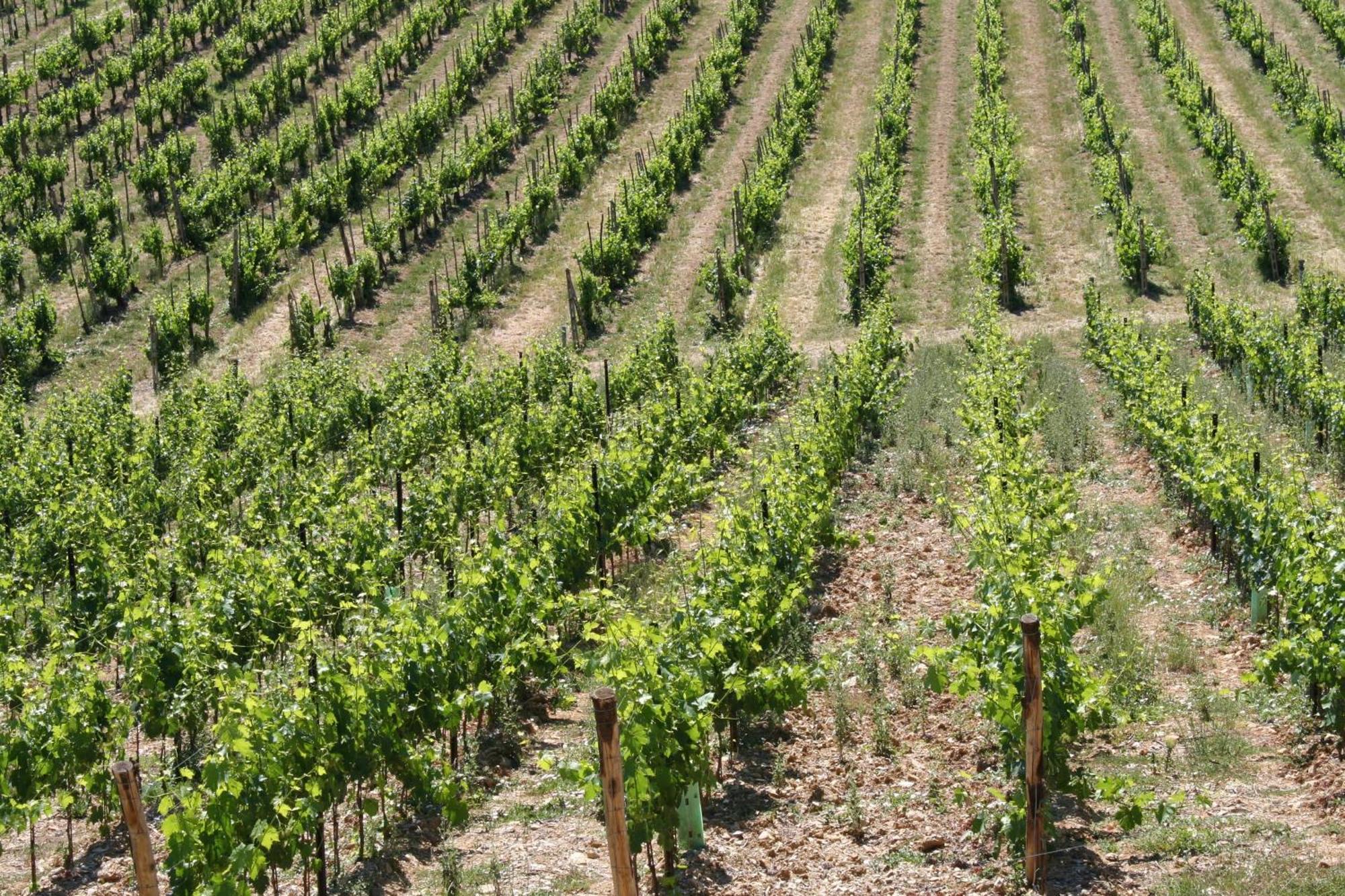 Le Terrazze Del Chianti B&B Residenza D'Epoca E Di Charme San Donato in Poggio Екстер'єр фото